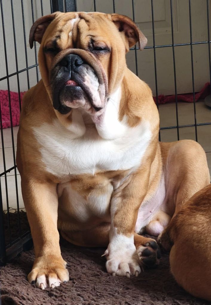 Des Loups Du Roumois - Chiots disponibles - Bulldog Anglais
