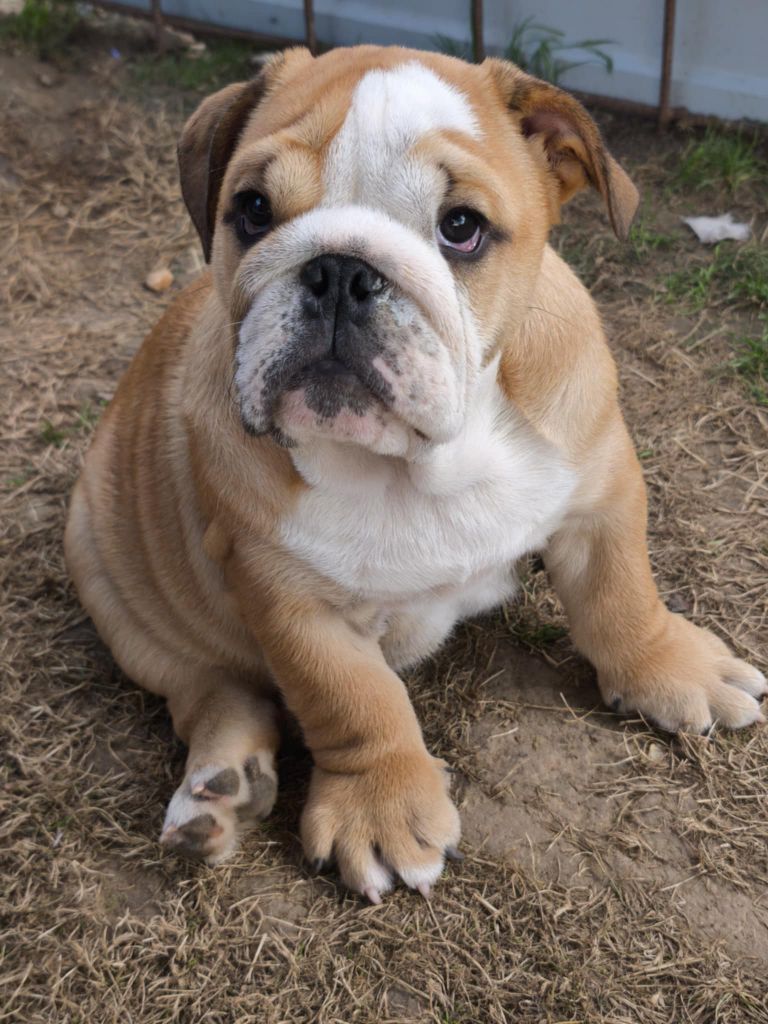 Des Loups Du Roumois - Chiots disponibles - Bulldog Anglais