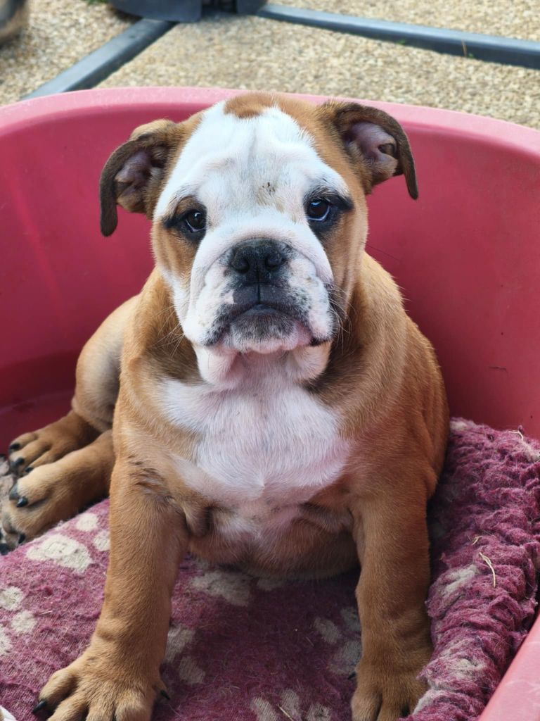 Des Loups Du Roumois - Chiots disponibles - Bulldog Anglais